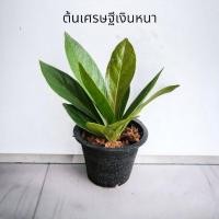 ราคา ต้นเศรษฐีเงินหนา ไม้มงคล เสริมโชคลาภ (จัดส่งพร้อมกระถาง) (23077952540)