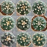 ราคา แอสโตร ไม้เมล็ด Astrophytum แคคตัส กระบองเพชร กระถาง2“(ส่งทั้งกระถาง) (42515274498)