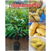 ราคา ต้นทุเรียนชะนีไข่แท้100% เป็นต้นเสียบยอด สูง50-60ซม.สินค้าพร้อมส่ง (18290011307)