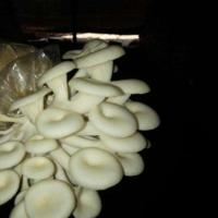 ราคา ก้อนเชื้อเห็ดพร้อมเปิด 10 บาท(ฮังการี่ขาว) (5438996220)
