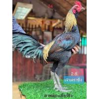 ราคา ไข่ไก่ชน พม่ารำวง สายเลือด สมีสุวรรณ มีประกันขนส่งแตกส่งให้ใหม่ (15033856527)