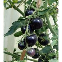 ราคา เมล็ดพันธุ์ มะเขือเทศเชอรี่ มะเขือเทศไข่มุกดำ มะเขือเทศเชอรี่สีดำ Black Pearl Tomato จำนวน 100 เมล็ด (9465597145)