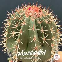 ราคา เมโล Melocactus Salvadorensis แคคตัส กระบองเพชร cactus&succulent (25341264777)