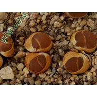 ราคา M4942 Lithops lesliei v venteri 'maraisii' (15 เมล็ด) เมล็ดพันธุ์ กระบองเพชร แคคตัส เฟเรีย เพาะเมล็ด ไลท็อป Lithops (10917459307)