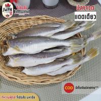ราคา ปลาจวดแดดเดียว ปลาจวดเค็ม ปลาจวด 1กิโลกรัม ปลาเค็ม (3074617555)