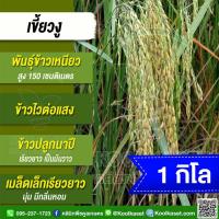 ราคา เมล็ดพันธุ์​ข้าว​ ทดลองปลูก ข้าวเหนียว เขี้ยวงู เชียงราย นาปี ไวแสง นุ่ม มีกลิ่นหอม 1 กก. คูลเกษตร ไรซ์ KR26 (43107295034)