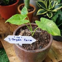 ราคา บอนหูช้างด่างเหลือง Alocasia gageana บอนด่างเหลือง (9577433769)