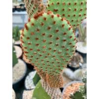 ราคา โอพันเทีย หูกระต่ายส้ม ตัดสด(Opuntia Microdasys) (16485571699)