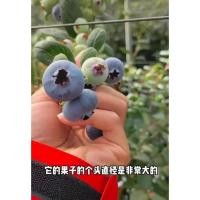 ราคา ต้นบลูเบอรี่แท้(ขนาดต้นและสายพันธุ์ไม่เท่ากันให้ดูที่ตัวเลือกสินค้า)บางสายพันธุ์เพิ่งตัดแต่งกิ่งบางสายพันธุ์เพิงเข้าไทย (17306513294)