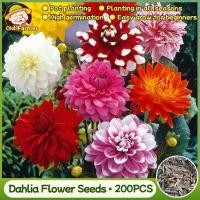 ราคา เมล็ดพันธุ์ ดอกรักเร่ คละสี เมล็ดดอกรักเร่ Mixed Dahlia Flower Seed เมล็ดดอกไม้ คุณภาพดี ราคาถูก ของแท้ 100% (51154774768)