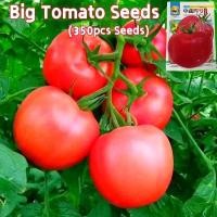 ราคา 100เมล็ด เมล็ดพันธุ์ มะเขือเทศ มะเขือเทศยักษ์ Sweet Giant Tomato Seeds Vegetable Seeds เมล็ดมะเขือเทศ เมล็ดพันธุ์ผัก (49460159934)