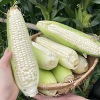 ราคา มล็ดพันธุ์ ข้าวโพดหวาน ฮอกไกโด ข้าวโพดนมสด ทานดิบได้ ทานสดได้ จำนวน 10 เมล็ด ปลูกได้ทุกที่ (46859530716)