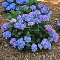 ราคา 5 เมล็ด ดอกไฮเดรนเจีย ดอกสามเดือน ใช้แทนความรัก นิยมใช้ในงานแต่งงาน Hydrangea สายพันธุ์ Blue Jangles (43122918848)
