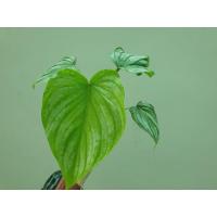 ราคา philodendron mamei or philodendron silver cloud (9876426756)