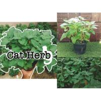 ราคา ต้นแคทนิป ต้นCatnip กัญชาแมว หญ้าแมว สมุนไพรแมว (4916198486)