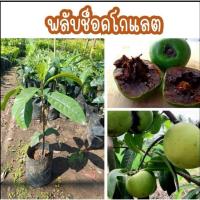 ราคา ต้นพลับช็อกโกแลต (Black Sapote) สายพันธุ์แท้ ผลไม้รสพุดดิ้งช็อกโกแลต วิตามินสูง พร้อมปลูก (49260111423)