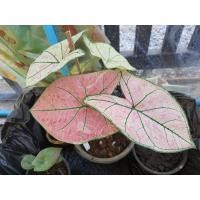 ราคา บอนสีมงกุฏเพชร caladium (16554104252)