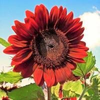 ราคา ดอกทานตะวัน สีแดง sunflower red sun 20 เมล็ด (8675334673)