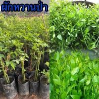 ราคา (โปร 1 แถม 1)ผักหวานป่าหรือผักหวานป่าพร้อมปลูก ปลูกง่าย โตไว (54309921931)