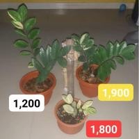 ราคา กวักมรกตด่างเหลือง กวักมรกตด่างไม้มงคล (21624527904)