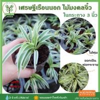 ราคา ต้นเศรษฐีเรือนนอก ในกระถาง ขนาด3นิ้ว ไม้มงคล พร้อมกระถางฟรี ต้นสูง 5-7 ซม. สามารถตั้งโต๊ะทำงานได้ (7034523519)