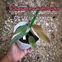 ราคา ฟิโลเดนดรอน พิงค์ปริ๊นเซส เจ้าหญิงสีชมพู (12744451622)
