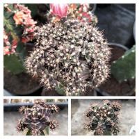 ราคา แคคตัส ยิมโนด่าง รูทเบียร์ กราฟตอสามเหลี่ยม gymnocalycium variegated Root Beer กระบองเพชร ราคาถูก ไม้กราฟ (16880862645)