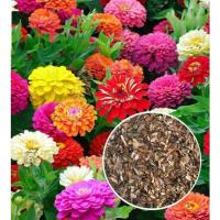 ราคา เมล็ดพันธุ์ ดอกบานชื่นคละสี 100 เมล็ด Mixed Zinnia Flower Seed เมล็ดพันธุ์แท้ ดอกบานชื่นซ้อน เมล็ดบานชื่น (11525517118)