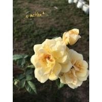 ราคา กุหลาบเลื้อย เกรแฮมโทมัส (Graham Thomas) (9165932390)