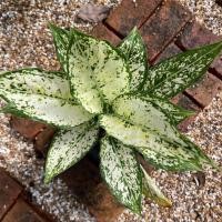 ราคา ต้นเพชรน้ำหนึ่ง หนึ่งใน แก้วกาญจนา หรือ อโกลนีมา (Aglaonema) (25317644376)