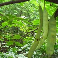ราคา สบู่ ตะวันออกเฉียงเหนือ Wild Country Sophora Soap Pod Tree Seed Sophora Seed Seed Seed Seed ต้นกล้า North South Courtyard Gardening 26411A20/280 (55058973874)