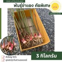 ราคา ต้นข่า ต้นข่าแดง ต้นพันธุ์ข่าตาแดง ข่า คัดพิเศษ ปลูกง่ายทนแล้ง 3 กิโลกรัม (23372240481)
