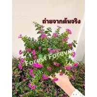 ราคา ต้นหลิว หลิวไต้หวัน ติดดอกทุกต้น พุ่มสวย พร้อมกระถาง รับประกันสินค้า ถ่ายจากต้นจริง (25608234465)
