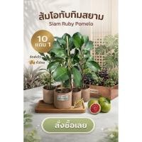 ราคา ต้นส้มโอทับทิมสยาม เสียบยอด ผลไม้ไทย สวนครัว สีแดง ดิน ปุ๋ย กระถาง เพาะเมล็ด กิ่งตอน ส้มเขียวหวาน ทับทิม ไม้ยืนต้น ทนแดด (52859083091)