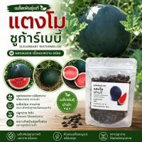 ราคา เมล็ดพันธุ์แตงโม ซูก้าเบบี้(Sugarbaby Watermelon) สายพันธุ์แตงโมยอดนิยม ผลกลมสวย เปลือกสีเขียวเข้มเกือบดำ (7323689695)