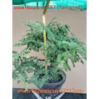 ราคา บอนไซมะขาม T87 (Tamarind) (47753465302)