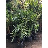 ราคา ต้นจั๋งด่าง (Lady Palm) (4180581273)