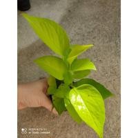 ราคา ต้นพันธุ์ พลูทอง พลูสีทอง พร้อมปลูกในถุงดำ 39บาท พลู ราชินีสีทอง, พลูเหลือง, พลูทอง พลูทอง หรือ ราชินีสีทอง (49909967409)