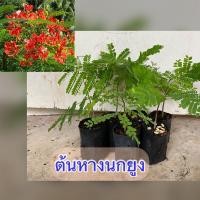 ราคา ต้นหางนกยูงฝรั่ง ดอกสีส้มแดง พร้อมปลูก พร้อมส่ง (16573180298)