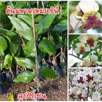 ราคา ต้นมหาพรหมราชินี มหาพรหมราชินี ต้นสูง70เซน (28003903651)