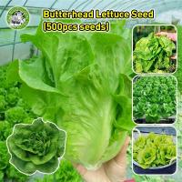ราคา เมล็ดสด 100% เมล็ดพันธุ์ ผักสลัด บัตเตอร์คลั้น ผักกาดหอมสลัด Butterhead Lettuce Seeds for Planting Salad Vegetable Seeds (28531460066)