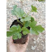 ราคา ต้นพันธุ์ แตงโม ถุงดำพร้อมปลูก 30 บาท ต้นแตงโม watermelon (53608966953)