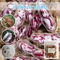 ราคา เมล็ดพันธุ์ ถั่วลิสงลายเสือ ถั่วดินจัมโบ้ [10 แถม 1 คละได้] (13560786488)