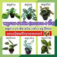 ราคา แถมปุ๋ยฟรี‼ พลูรวม 6 ชนิด (กระถาง 4 นิ้ว) พลูปีกนก พลูฉลุ พลูสนิม พลูด่าง พลูงาช้าง พลูบราซิล ต้นไม้ฟอกอากาศ ต้นไม้ในร่ม (15422945580)
