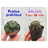 ราคา เมล็ดเฟเรีย Frailea grahliana (2771543280)