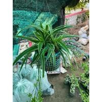 ราคา เศรษฐีเรือนนอก (ต้นสวย ราคาถูก) (24518774317)