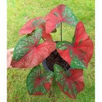 ราคา นางไหม สาวสองหน้า บอนสี นางไหม บอนสี สาวสองหน้า Caladium (21352689786)