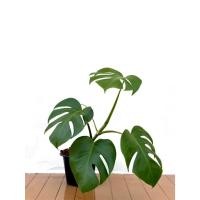 ราคา มอนสเตอร่า ไม้ฟอกอากาศ Monstera borsigiana กระถาง 8 นิ้ว มอนราคาถูก (40372227893)