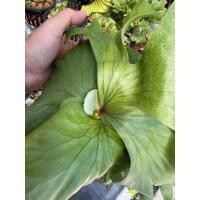 ราคา Platycerium ridleyi 'Kuromi' (Platycerium Kuromi) 1 ต้น (56256116099)