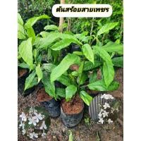 ราคา ต้นสร้อยสายเพชร สร้อยสายเพชร ต่างหูพระอินทร์ (45407382491)